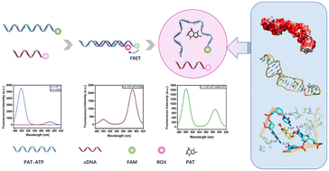 Graphical abstract: Rational design of a ratiometric fluorescent aptasensor for patulin in traditional Chinese medicine through the studies of the interaction mechanism between its DNA aptamer and the target molecule