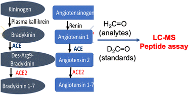 Graphical abstract: Quantitative detection of RAS and KKS peptides in COVID-19 patient serum by stable isotope dimethyl labeling LC-MS