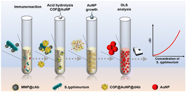 Graphical abstract: Gold nanoparticle-decorated covalent organic frameworks as amplified light-scattering probes for highly sensitive immunodetection of Salmonella in milk