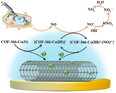 Graphical abstract: In situ growth of a cobalt porphyrin-based covalent organic framework on multi-walled carbon nanotubes for ultrasensitive real-time monitoring of living cell-released nitric oxide