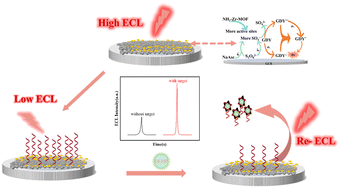 Graphical abstract: A metal–organic framework regulated graphdiyne-based electrochemiluminescence sensor with a electrocatalytic self-acceleration effect for the detection of di-(2-ethylhexyl) phthalate