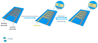 Graphical abstract: Development of an MIP based electrochemical sensor for TGF-β1 detection and its application in liquid biopsy