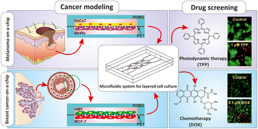 Graphical abstract: A layered cancer-on-a-chip system for anticancer drug screening and disease modeling