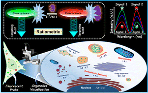 Graphical abstract: Ratiometric fluorescent probes for pH mapping in cellular organelles