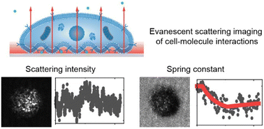 Graphical abstract: Label-free analysis of membrane protein binding kinetics and cell adhesions using evanescent scattering microscopy