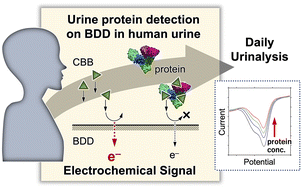 Graphical abstract: Urine protein quantification in human urine on boron-doped diamond electrodes based on the electrochemical reaction of Coomassie brilliant blue