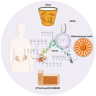 Graphical abstract: Characterization of site-specific N-glycosylation signatures of isolated uromodulin from human urine