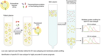 Graphical abstract: Size-exclusion chromatography-based extracellular vesicle size subtyping and multiplex membrane protein profiling for differentiating gastrointestinal cancer prognosis