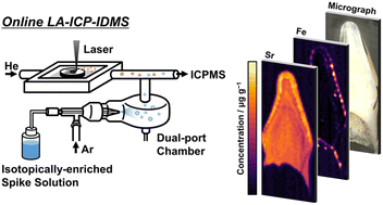 Graphical abstract: Quantitative imaging of trace elements in solid samples by online isotope dilution laser ablation-inductively coupled plasma-mass spectrometry