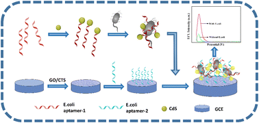 Graphical abstract: An extracellular electron transfer enhanced electrochemiluminescence aptasensor for Escherichia coli analysis