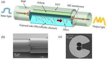 Graphical abstract: Label-free DNA quantification using isothermal amplification on an exposed core optical fiber microfluidic platform