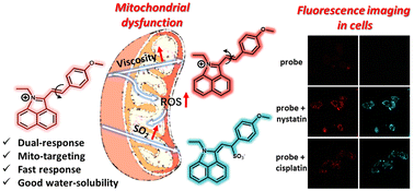 Graphical abstract: Probing fluctuations in sulfur dioxide and viscosity levels during mitochondrial dysfunction using a dual-response fluorescent probe with good water solubility