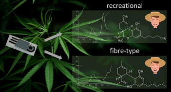 Graphical abstract: An electrochemical approach for the prediction of Δ9-tetrahydrocannabinolic acid and total cannabinoid content in Cannabis sativa L.