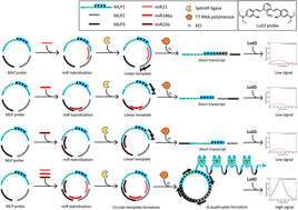 Graphical abstract: Triple ligation-based formation of a G-quadruplex for simultaneous detection of multiple miRNAs