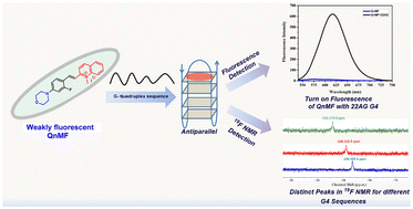 Graphical abstract: Unique development of a new dual application probe for selective detection of antiparallel G-quadruplex sequences