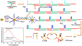 Graphical abstract: A functional nucleic acid-based fluorescence sensing platform based on DNA supersandwich nanowires and cation exchange reaction