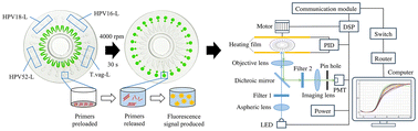Graphical abstract: A microfluidic-chip-based system with loop-mediated isothermal amplification for rapid and parallel detection of Trichomonas vaginalis and human papillomavirus