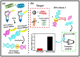 Graphical abstract: A novel design of DNA duplex containing programmable sensing sites for nanopore-based length-resolution reading and applications for Pb2+ and cfDNA analysis