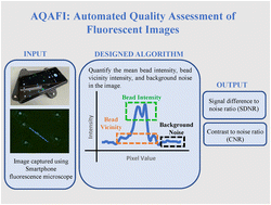 Graphical abstract: AQAFI: a bioanalytical method for automated KPIs quantification of fluorescent images of human leukocytes and micro–nano particles