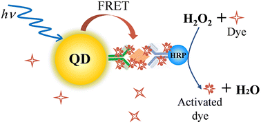 Graphical abstract: Homogeneous immunoassay utilizing fluorescence resonance energy transfer from quantum dots to tyramide dyes deposited on full immunocomplexes