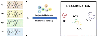 Graphical abstract: An electronic tongue based on conjugated polymers for the discrimination and quantitative detection of tetracyclines