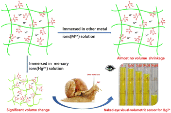 Graphical abstract: A specific visual-volumetric sensor for mercury ions based on smart hydrogel