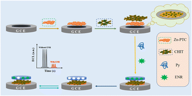 Graphical abstract: A molecularly imprinted polypyrrole electrochemiluminescence sensor based on a novel zinc-based metal–organic framework and chitosan for determination of enrofloxacin