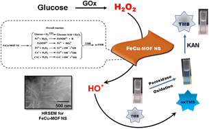 Graphical abstract: Exceptional peroxidase-like activity of an iron and copper based organic framework nanosheet for consecutive colorimetric biosensing of glucose and kanamycin in real food samples