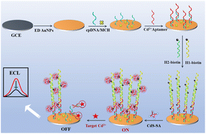Graphical abstract: A novel DNA-quantum dot nanostructure electrochemiluminescence aptamer sensor by chain reaction amplification for rapid detection of trace Cd2+