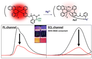 Graphical abstract: A photoluminescent and electrochemiluminescent probe based on an iridium(iii) complex with a boronic acid-functionalised ancillary ligand for the selective detection of mercury(ii) ions
