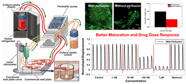 Graphical abstract: Quantitative assessment of cardiomyocyte mechanobiology through high-throughput cantilever-based functional well plate systems