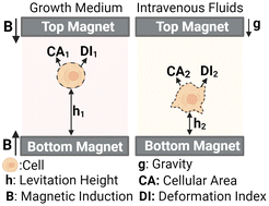 Graphical abstract: Investigating influences of intravenous fluids on HUVEC and U937 monocyte cell lines using the magnetic levitation method
