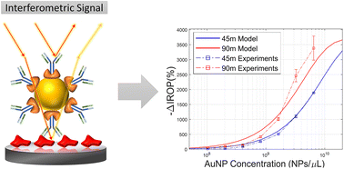 Graphical abstract: Developing an improved optical biosensing system based on gold nanoparticles acting as interferometric enhancers in Lactoferrin detection