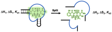 Graphical abstract: Light-up split aptamers: binding thermodynamics and kinetics for sensing