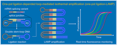 Graphical abstract: Specific recognition and sensitive quantification of mRNA splice variants via one-pot ligation-dependent loop-mediated isothermal amplification