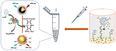 Graphical abstract: ALP-assisted chemical redox cycling signal amplification for ultrasensitive fluorescence detection of DNA methylation