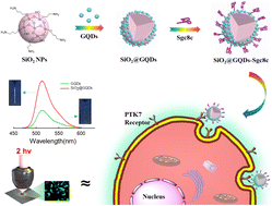 Graphical abstract: Aptamer-functionalized two-photon SiO2@GQDs hybrid-based signal amplification strategy for targeted cancer imaging