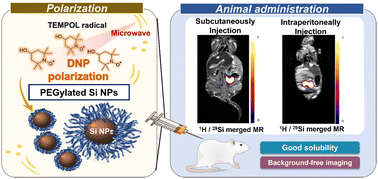 Graphical abstract: Background free in vivo29Si MR imaging with hyperpolarized PEGylated silicon nanoparticles