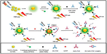 Graphical abstract: NaYF4:Yb/Ho upconversion nanoprobe incorporated gold nanoparticle (AuNP) based FRET immunosensor for the “turn-on” detection of cardiac troponin I
