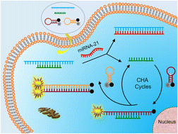 Graphical abstract: Robust nontarget DNA-triggered catalytic hairpin assembly amplification strategy for the improved sensing of microRNA in complex biological matrices