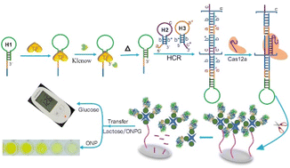 Graphical abstract: A dual-mode strategy based on β-galactosidase and target-induced DNA polymerase protection for transcription factor detection using colorimetry and a glucose meter