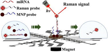 Graphical abstract: Ultrasensitive amplification-free detection of circulating miRNA via droplet-based processing of SERS tag–miRNA–magnetic nanoparticle sandwich nanocomplexes on a paper-based electrowetting-on-dielectric platform