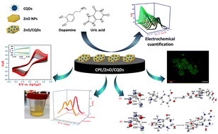 Graphical abstract: Simultaneous recognition of dopamine and uric acid in real samples through highly sensitive new electrode fabricated using ZnO/carbon quantum dots: bio-imaging and theoretical studies