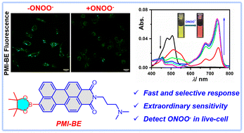 Graphical abstract: A perylenemonoimide-based fluorescent probe: ultrasensitive and selective tracing of endogenous peroxynitrite in living cells