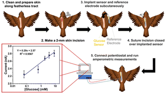 Graphical abstract: Smart sensing flexible sutures for glucose monitoring in house sparrows