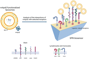 Graphical abstract: SPRi analysis of molecular interactions of mApoE-functionalized liposomes as drug delivery systems for brain diseases