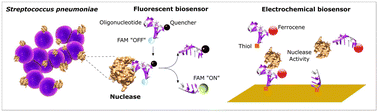 Graphical abstract: Fluorescent and electrochemical detection of nuclease activity associated with Streptococcus pneumoniae using specific oligonucleotide probes