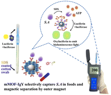 Graphical abstract: Bioluminescence assay for rapid detection of live Staphylococcus aureus based on the enrichment of egg yolk antibody modified magnetic metal organic framework immunobeads