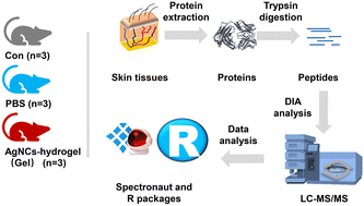 Graphical abstract: Potential mechanism of the AgNCs-hydrogel in promoting the regeneration of diabetic infectious wounds