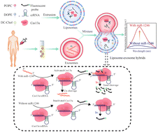 Graphical abstract: Liposome–exosome hybrids for in situ detection of exosomal miR-1246 in breast cancer
